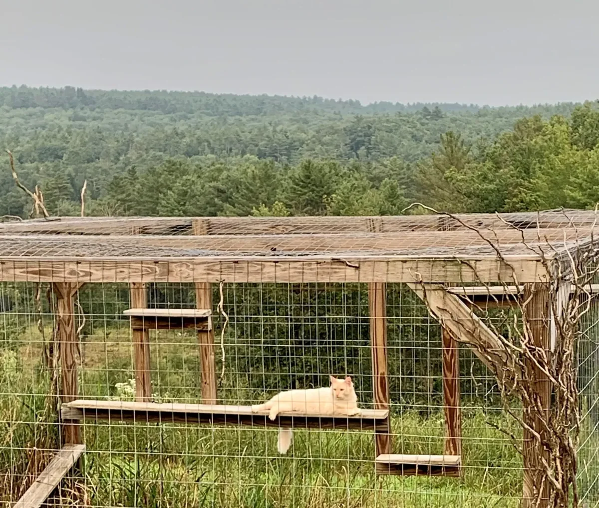 Sviney overlooking the Maine hills