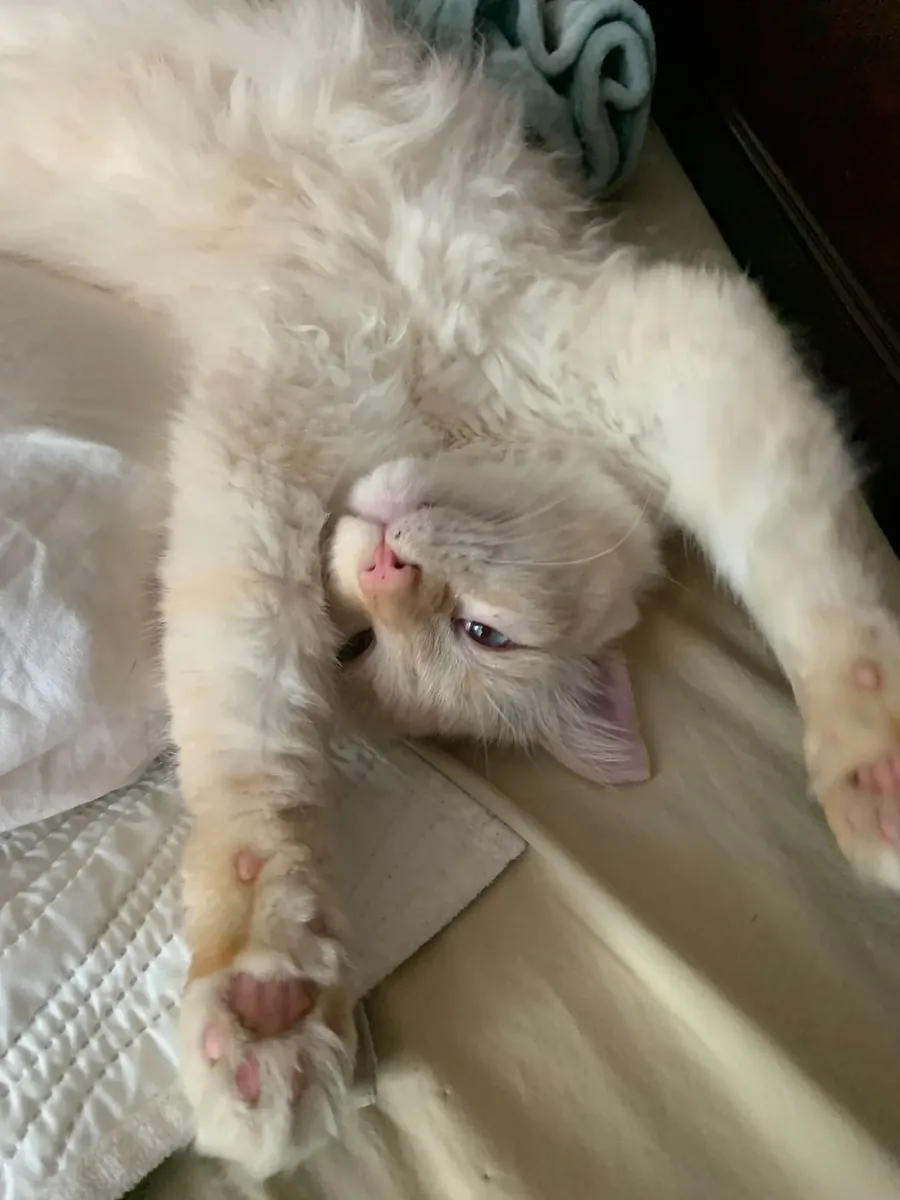 Sviney upside down