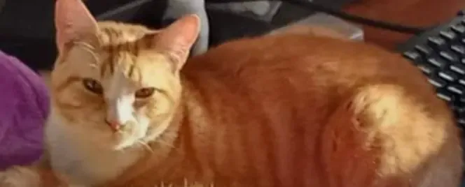 Penny