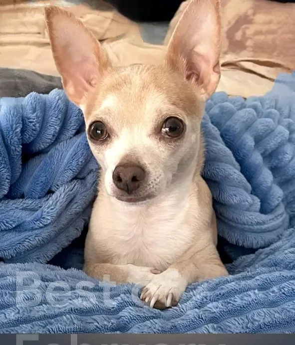 Pubby