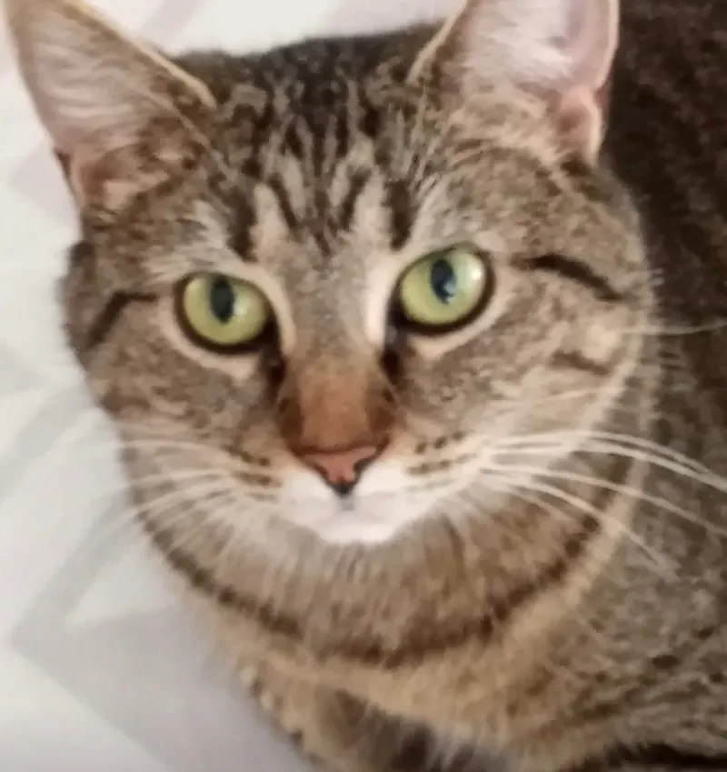 Chumbalina